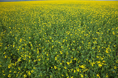 黄三色是哪三色颜色搭配好看图片|“金橙黄辉,活力四溢,汽车设计新风尚”-1