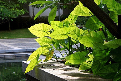 黄色app软件｜“揭秘汽车行业安全隐患：警惕非法应用软件对汽车产业的潜在威胁，共筑安全防线”-5