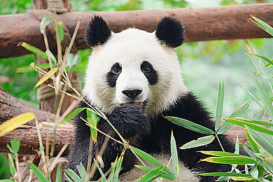 18+动漫|动漫风潮驾驭未来,青春动感新车型引领潮流-1