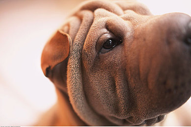 美女脱衣服软件｜“汽车营销新风向：虚拟现实“美女”体验，引领行业创新潮”-3