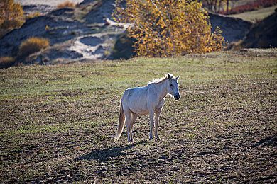 国产成人传媒｜汽车媒体先锋，深度解析：揭秘国产权威传媒汽车新闻报道亮点-2