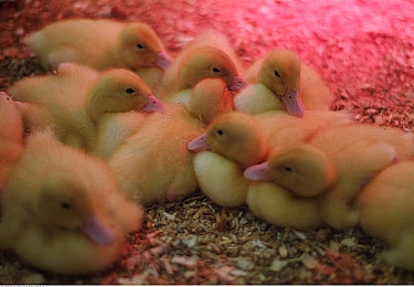 男生和女生在一起差差|驾驶激情与时尚舒适,汽车市场演绎男女消费新篇章-3