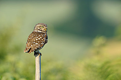 向日葵apple色板｜阳光向日葵,色彩生活｜“阳光色彩盛宴，科技环保新潮流：全新汽车引领品质生活新风尚”-1