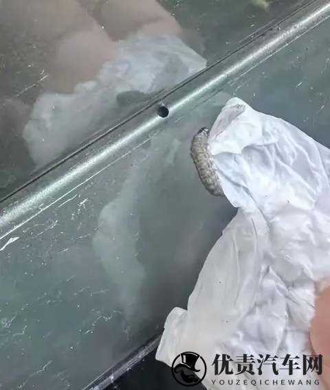 警惕!栾树下停车遭虫啃,新车满是窟窿-1