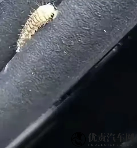 警惕!栾树下停车遭虫啃,新车满是窟窿-2